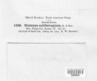 Diatrype subferruginea image